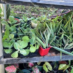 Mother Of Thousand Multi Benefits Plant Small