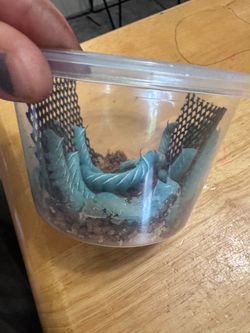 Horn worm feeders