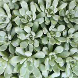 Bulk Echeveria Succulents- Price Depends On How Many!