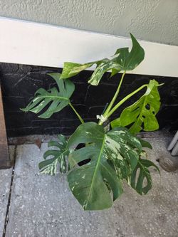 Monstera Albo