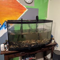 Bow Front Aquarium With Stand 