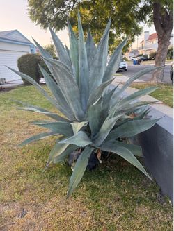 FREE - 3 Large Agave Plants