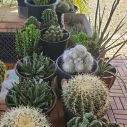 Many Cactus And Succulent 