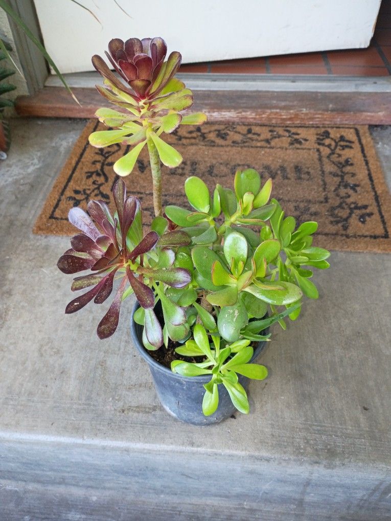 Succulent