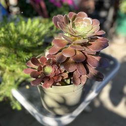 Aeonium Succulent