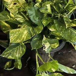 Big Leev Pothos O Julietas