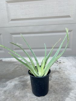 Aloe Vera Plants