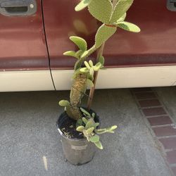  Cuctus Plant