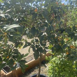 Fruit Trees