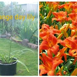 Orange Day Lily Potted Plants 4ft Tall