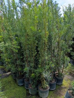 Podocarpus over 5 to 7 feet tall instant privacy hedge for fence minimum qty 50+