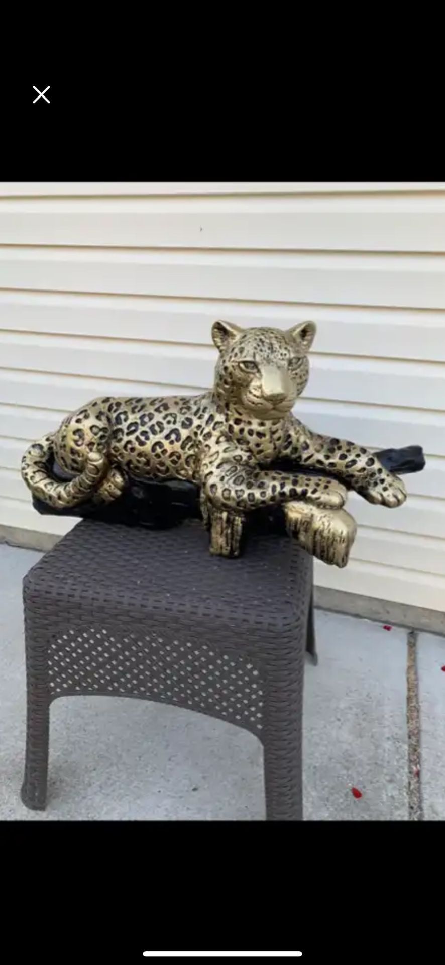 Golden Leopard On The Log