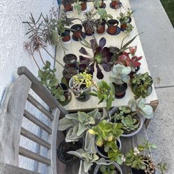‼️🌵🪴MOVING OUT PLANTS SALE! EVERYTHING MUST GO! 🌱🪻‼️