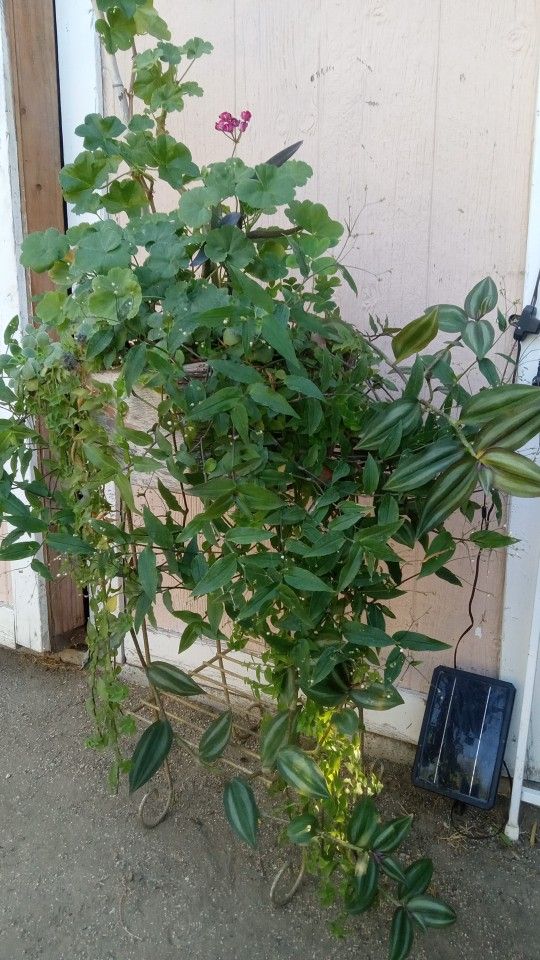 Multiplants in Wood pot with metal stand