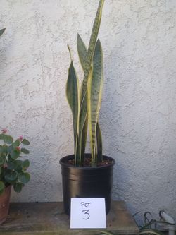 Snake Plant (mother-in-law plant)