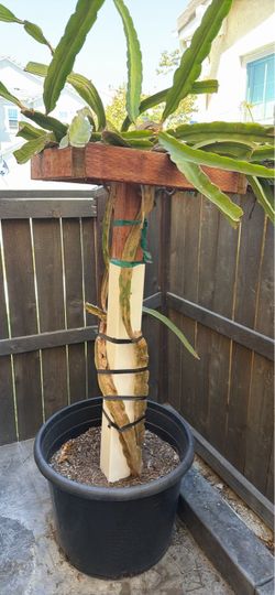 Dragon fruit plants