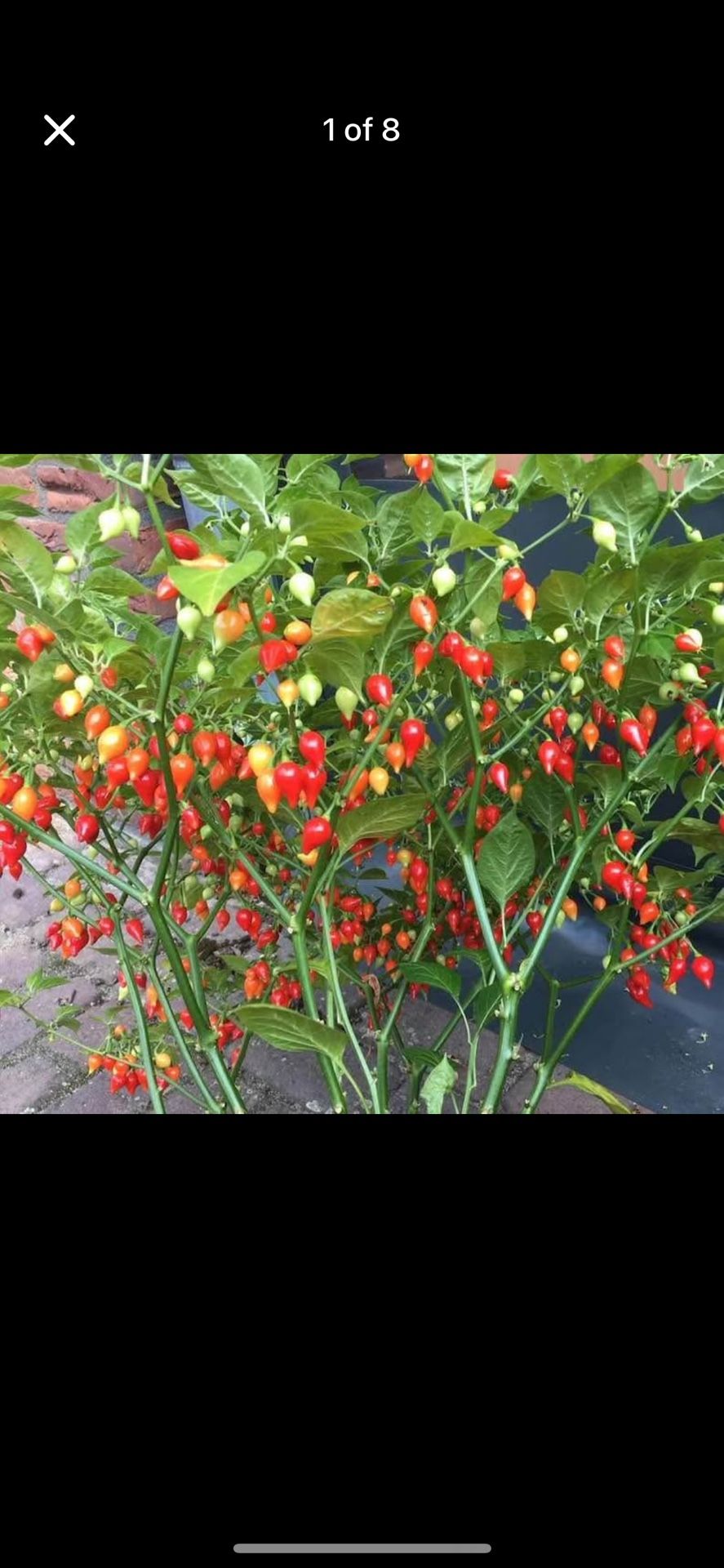 biquinho pepper