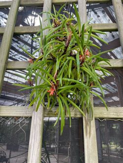 Orchid Ceratostylis rubra