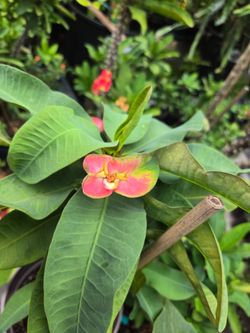 Corona de cristo Planta/ Crown Of Thorns Plant 🌸