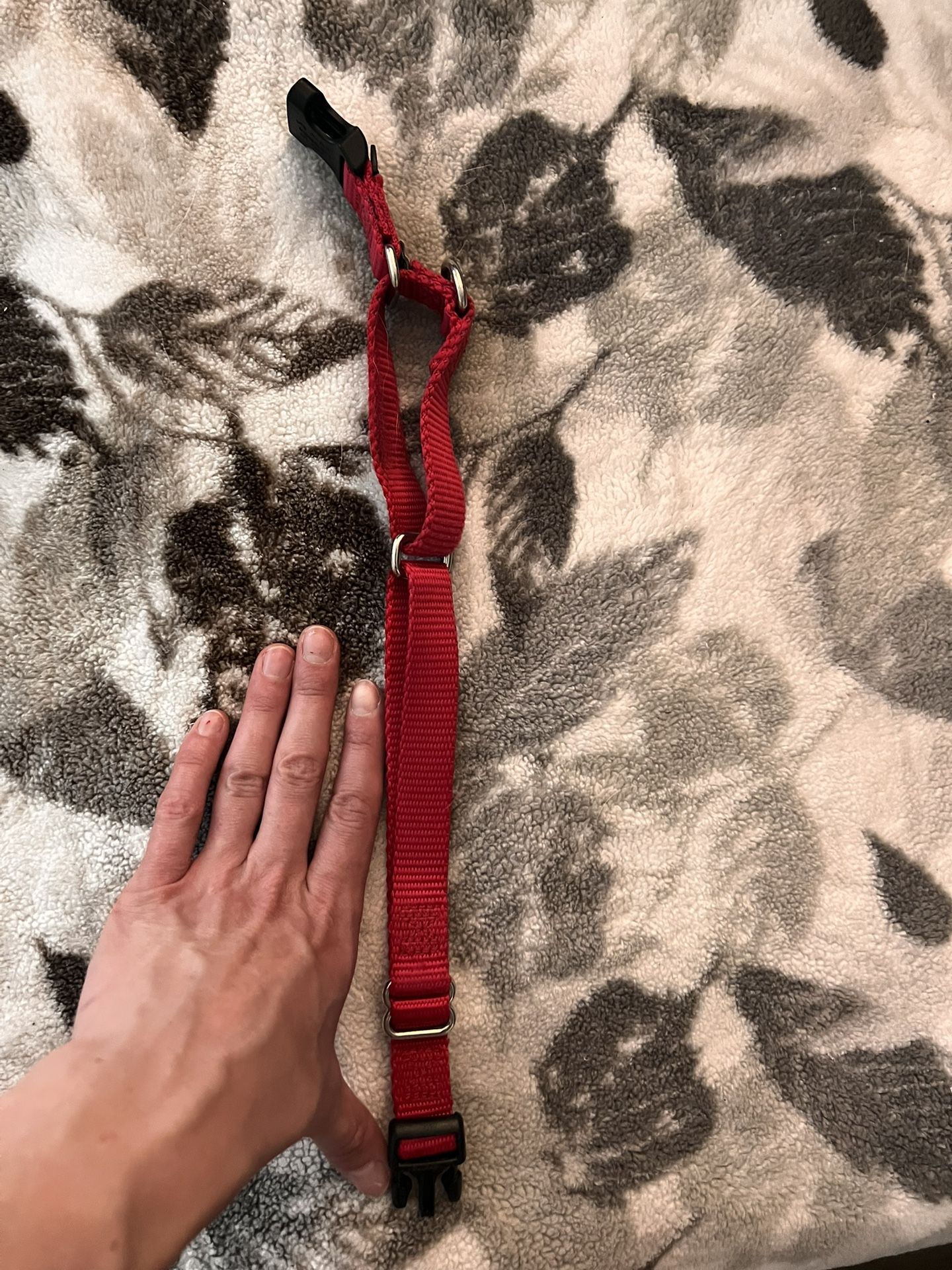 Small Collar For Puppies