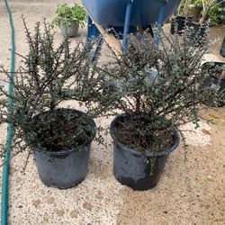 Grey Cotoneaster Plant 