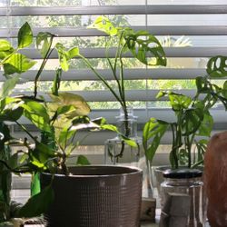 Monstera Adansonii Plants