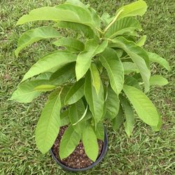 Champak( Magnolia Champaca ) Flower Plant