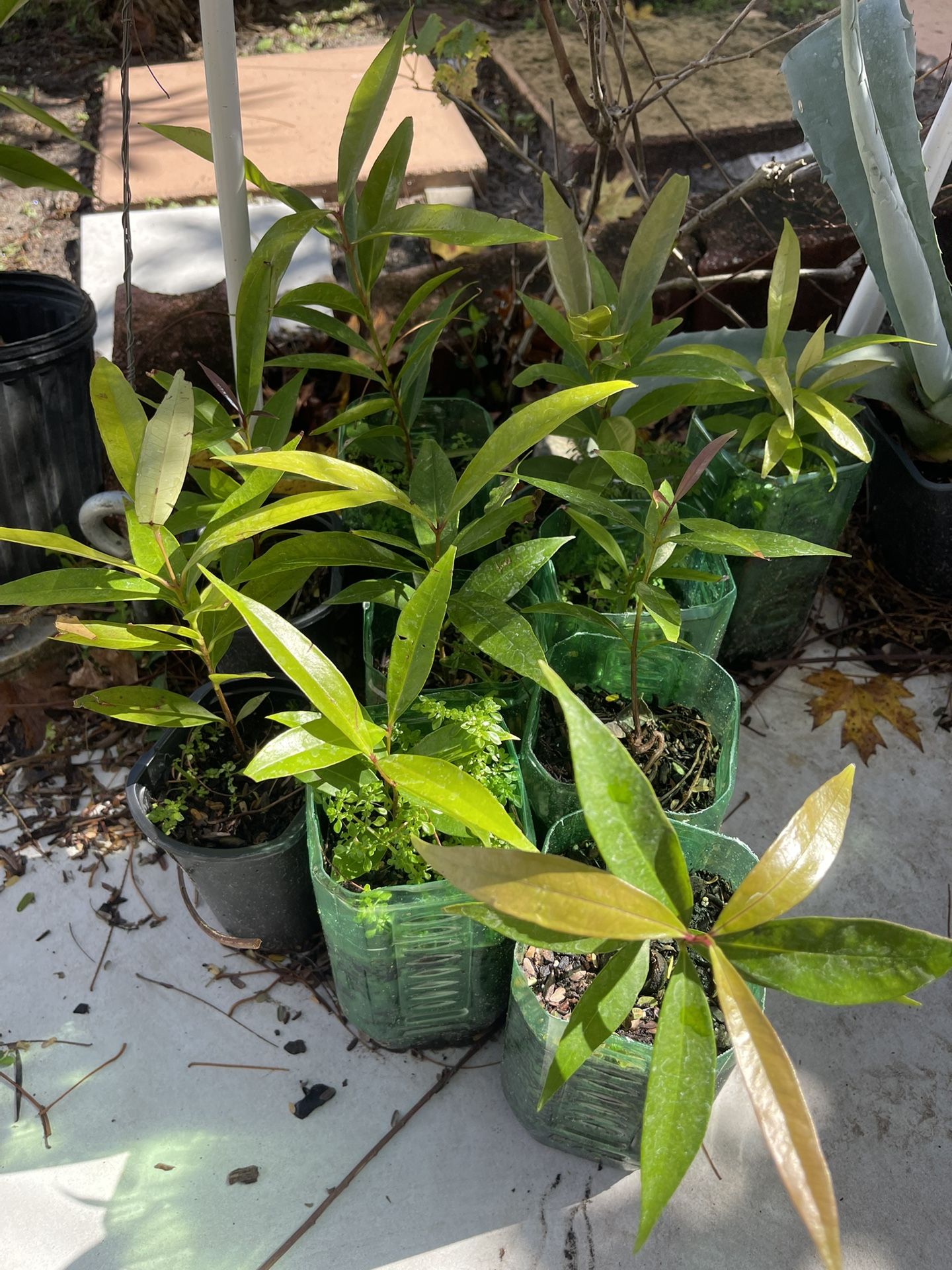Rose Apple Plants