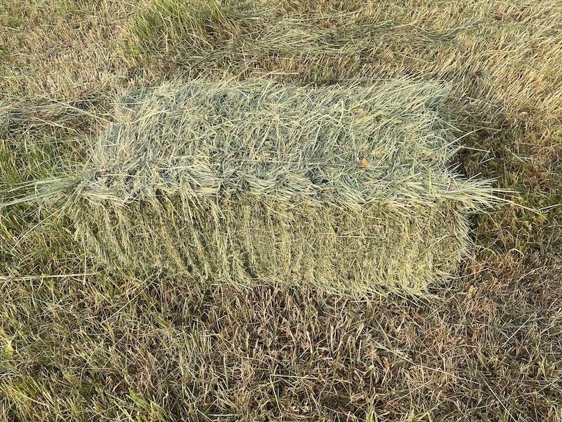 Local Grass Hay