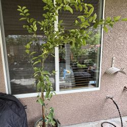 Mexican Lime Tree