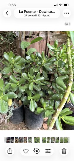 Planta De Moringa Prodijiosa Siempre Viva Chaya Lengua De Suegra 