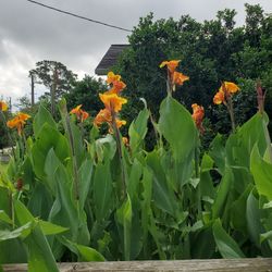 Canna Plant Orange 12 Inches