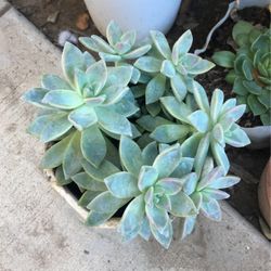 Succulents