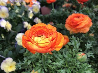 GORGEOUS ANNUAL AND PERENNIAL FLOWERS