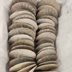 Set Of 35 Sand Dollars