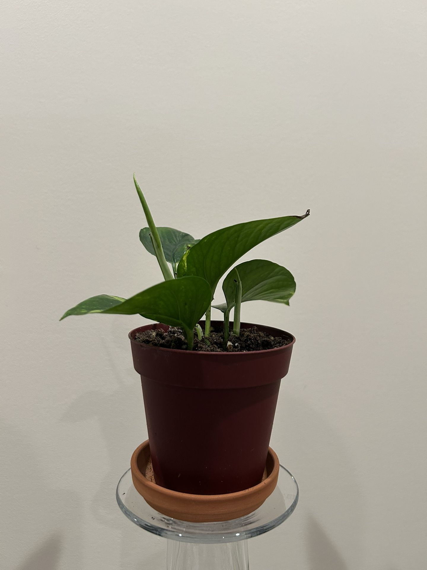 baby pothos plant
