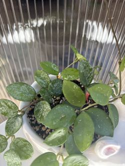 Hoya Mathilde