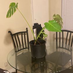 Monstera Plant 