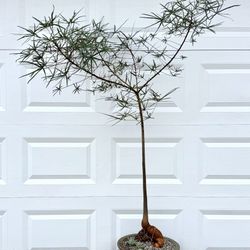 Brachychiton Rupestris/ Bottle Tree (Planter Included)