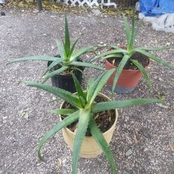 Aloe Vera Plants 