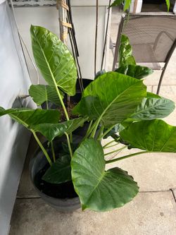 Elephant ear plant