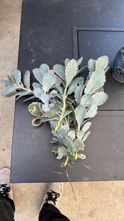 Free plant clipping