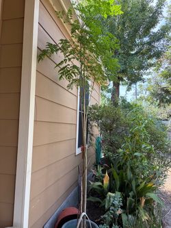 Moringa Tree