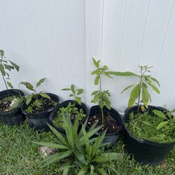 Avocado Plants