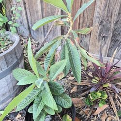 Loquat Small Tree