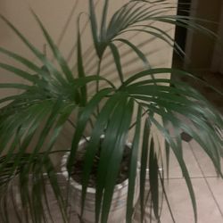 Large Ceramic Pot With Plant 110&