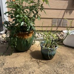 Outdoor Pots With Plant 