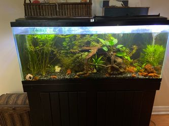 55 gallon fish tank