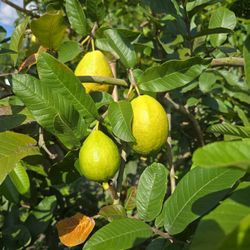Yellow Guava (Guayaba Amarilla)