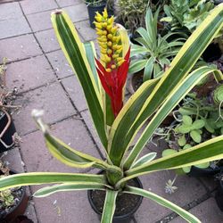 Variegated Bromeliad Plant